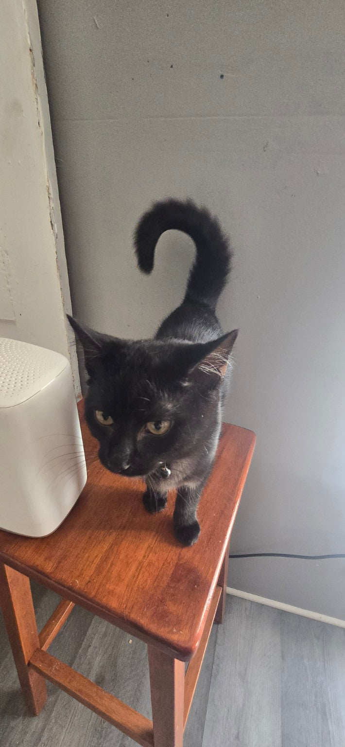 Beanie, the black cat who inspired Beanie Awareness, standing on a wooden chair.